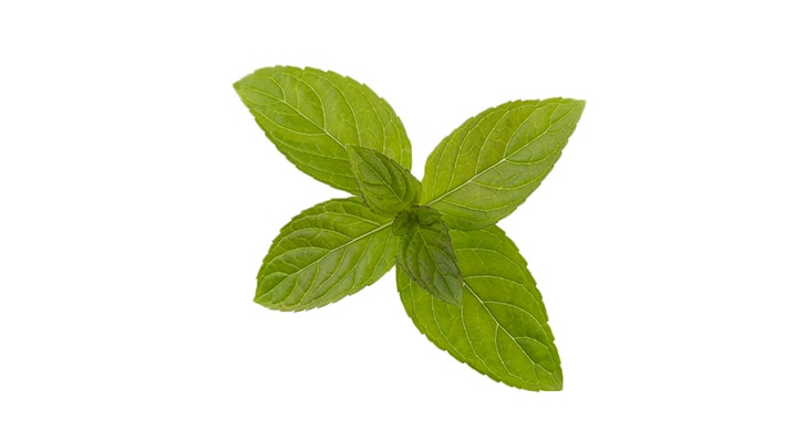 ESTRATTO DI FOGLIE DI MENTHA PIPERITA (MENTA PIPERITA)