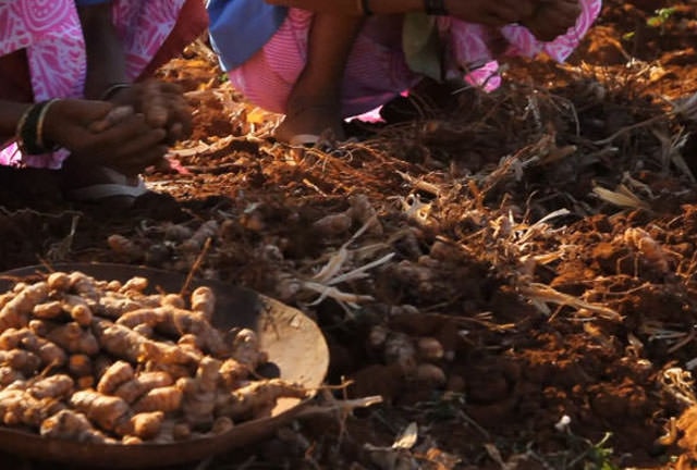 Clicca sul video di LE RADICI AYURVEDICHE DELLA CURCUMA E DELL'AMLA